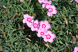 Mountain Frost Pink Twinkle Pinks (Dianthus 'KonD1060K3') at Valley View Farms