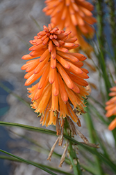 Poco Orange Torchlily (Kniphofia 'Poco Orange') at Valley View Farms