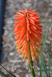 Poco Sunset Torchlily (Kniphofia 'Poco Sunset') at Valley View Farms