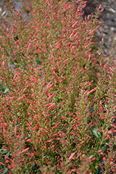 Kudos Red Hyssop (Agastache 'Kudos Red') at Valley View Farms