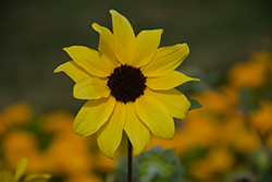 Sunfinity Sunflower (Helianthus 'Sunfinity') at Valley View Farms