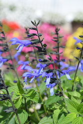 Rockin' Blue Suede Shoes Salvia (Salvia 'BBSAL01301') at Valley View Farms