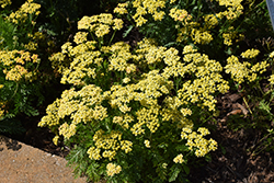 Milly Rock Yellow Yarrow (Achillea millefolium 'FLORACHYEo') at Valley View Farms