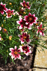 Satin & Lace Berry Chiffon Tickseed (Coreopsis 'Berry Chiffon') at Valley View Farms