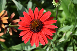 Kismet Red Coneflower (Echinacea 'TNECHKRD') at Valley View Farms
