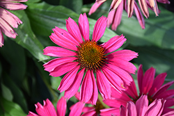 Kismet Raspberry Coneflower (Echinacea 'TNECHKR') at Valley View Farms