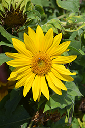 Suntastic Yellow with Clear Center Sunflower (Helianthus 'Suntastic Yellow with Clear Center') at Valley View Farms