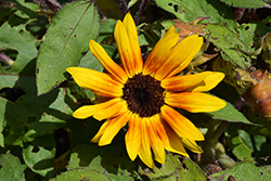 Suntastic Bicolor Yellow and Red (Helianthus 'Suntastic Bicolor Yellow and Red') at Valley View Farms
