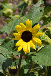 Suntastic Yellow with Black Center (Helianthus 'Suntastic Yellow with Black Center') at Valley View Farms