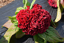 Armor Red (Celosia 'Armor Red') at Valley View Farms