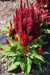 Fresh Look Red Celosia (Celosia 'Fresh Look Red') at Valley View Farms