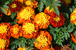 Super Hero Spry Marigold (Tagetes patula 'Super Hero Spry') at Valley View Farms