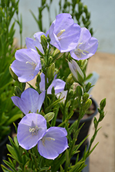 Peachleaf Bellflower (Campanula persicifolia) at Valley View Farms