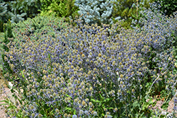 Blue Cap Sea Holly (Eryngium planum 'Blaukappe') at Valley View Farms