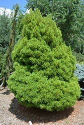 Tiny Kurls White Pine (Pinus strobus 'Tiny Kurls') at Valley View Farms