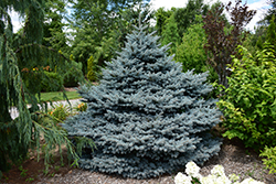 Montgomery Blue Spruce (Picea pungens 'Montgomery') at Valley View Farms