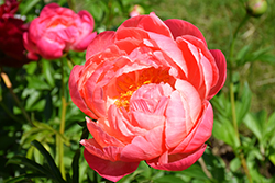 Coral Charm Peony (Paeonia 'Coral Charm') at Valley View Farms