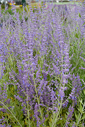 Little Spire Russian Sage (Perovskia 'Little Spire') at Valley View Farms