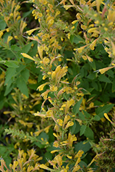 Kudos Yellow Hyssop (Agastache 'Kudos Yellow') at Valley View Farms