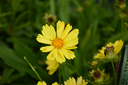 Leading Lady Sophia Tickseed (Coreopsis 'Leading Lady Sophia') at Valley View Farms