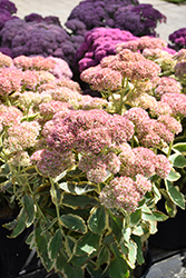 Frosted Fire Stonecrop (Sedum 'Frosted Fire') at Valley View Farms