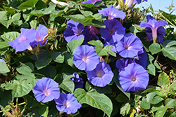 Heavenly Blue Morning Glory (Ipomoea tricolor 'Heavenly Blue') at Valley View Farms