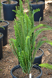 Sword Fern (Nephrolepis cordifolia) at Valley View Farms