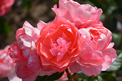 Passionate Kisses Rose (Rosa 'Meizebul') at Valley View Farms