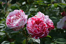 Scentimental Rose (Rosa 'Scentimental') at Valley View Farms