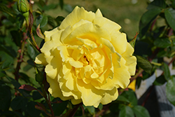 Mellow Yellow Rose (Rosa 'Mellow Yellow') at Valley View Farms