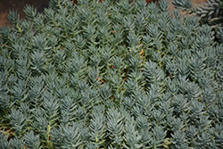 Blue Spruce Stonecrop (Sedum reflexum 'Blue Spruce') at Valley View Farms