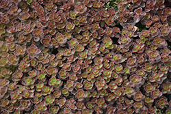 Bronze Carpet Stonecrop (Sedum spurium 'Bronze Carpet') at Valley View Farms