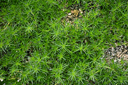 Irish Moss (Sagina subulata) at Valley View Farms