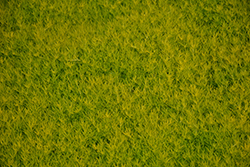 Scotch Moss (Sagina subulata 'Aurea') at Valley View Farms