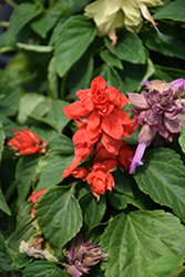 Sizzler Red Sage (Salvia splendens 'Sizzler Red') at Valley View Farms