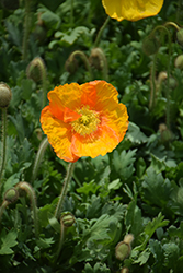 Champagne Bubbles Poppy (Papaver nudicaule 'Champagne Bubbles') at Valley View Farms