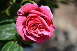 Dee-Lish Rose (Rosa 'Meiclusif') at Valley View Farms