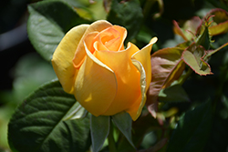 Gold Struck Rose (Rosa 'Gold Struck') at Valley View Farms