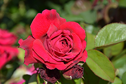 Tess Of The D'Urbervilles Rose (Rosa 'Tess Of The D'Urbervilles') at Valley View Farms