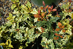 Variegated False Holly (Osmanthus heterophyllus 'Goshiki') at Valley View Farms