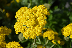Little Moonshine Yarrow (Achillea 'ACBZ0002') at Valley View Farms