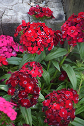Sweet Red Sweet William (Dianthus barbatus 'PAS292338') at Valley View Farms