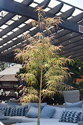 Koto No Ito Japanese Maple (Acer palmatum 'Koto No Ito') at Valley View Farms
