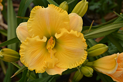 Collier Daylily (Hemerocallis 'Collier') at Valley View Farms