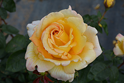 Oregold Rose (Rosa 'Oregold') at Valley View Farms