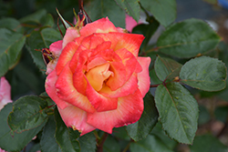 Rainbow Sorbet Rose (Rosa 'Rainbow Sorbet') at Valley View Farms