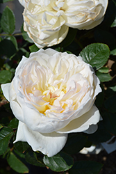 Bolero Rose (Rosa 'Meidelweis') at Valley View Farms