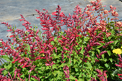 Roman Red Salvia (Salvia 'Roman Red') at Valley View Farms