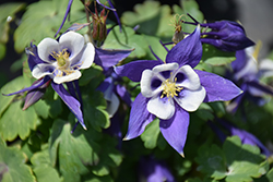 Origami Blue and White Columbine (Aquilegia 'Origami Blue and White') at Valley View Farms