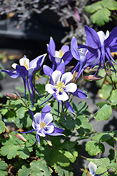 Origami Blue and White Columbine (Aquilegia 'Origami Blue and White') at Valley View Farms